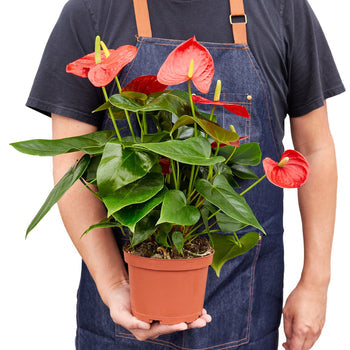 Red Anthurium Live Plant