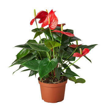 Red Anthurium Live Plant