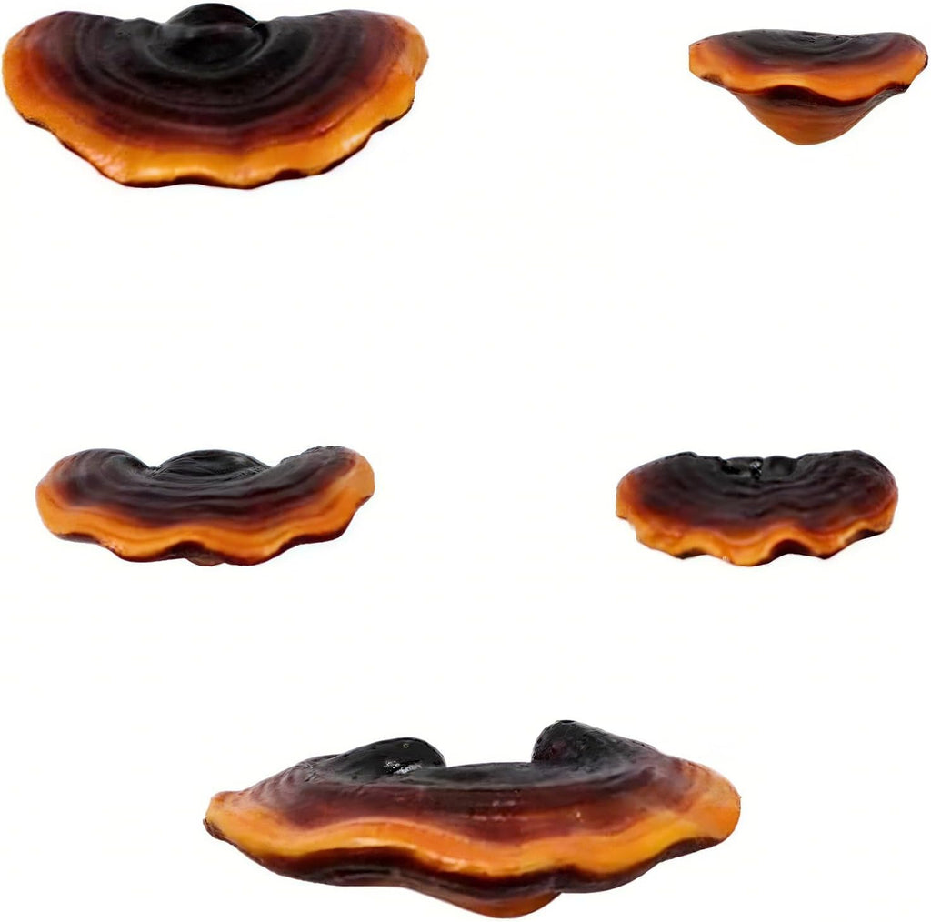 Mushroom Floating Wall Shelves – Set of 5
