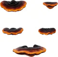 Mushroom Floating Wall Shelves – Set of 5
