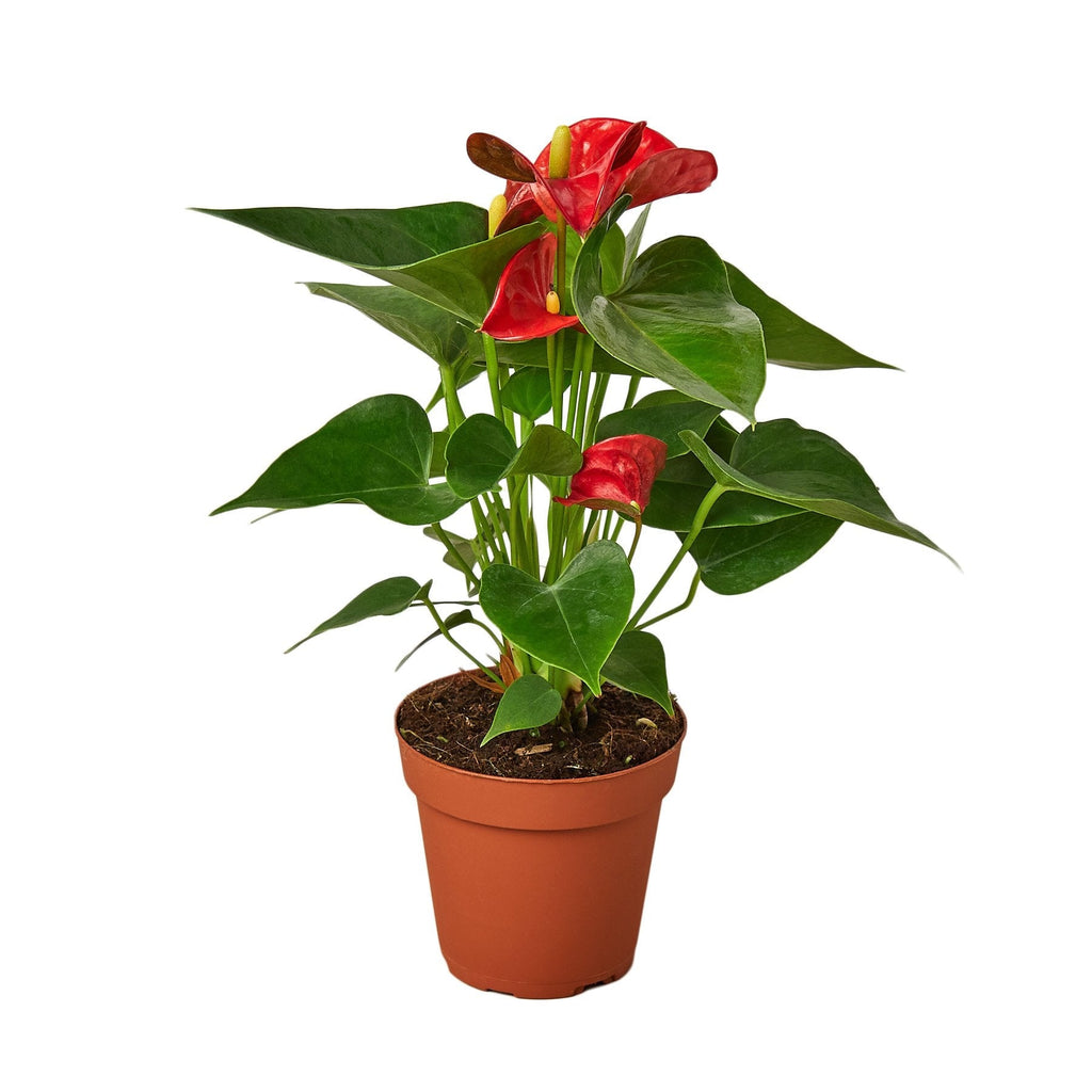 Red Anthurium Live Plant