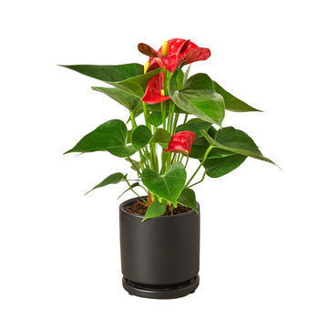 Red Anthurium Live Plant