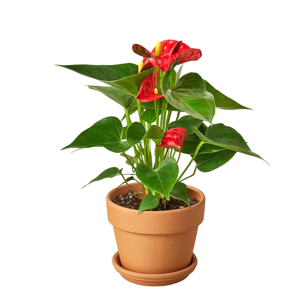 Red Anthurium Live Plant