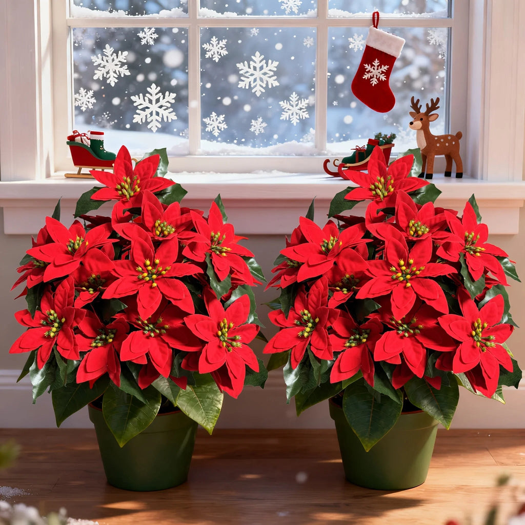 Red Poinsettia Plants for Christmas Decor