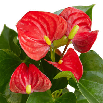Red Anthurium Live Plant