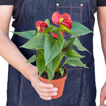 Red Anthurium Live Plant